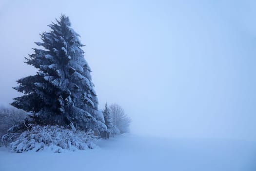 Icy cold dense fog in winter with trees in the snow