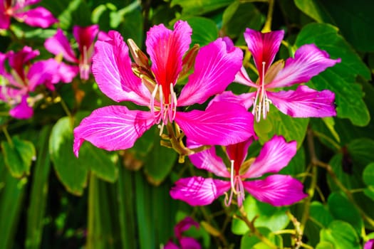 Close-up image of the flowers of Hong Kong orchid tree