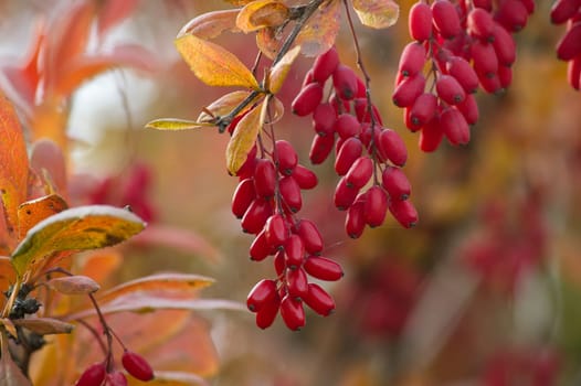 Red barberry berries hang from a branch with autumn leaves. Capture the natural beauty of seasonal foliage and vibrant colors in this serene garden setting, ideal for horticulture enthusiasts