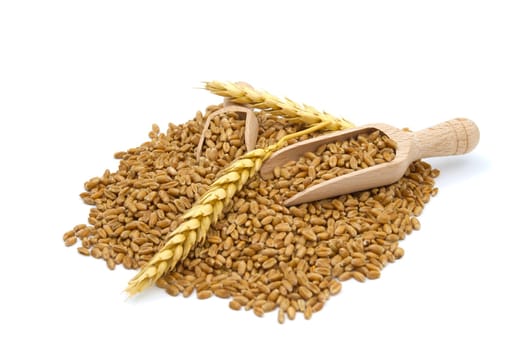 Wheat grain seeds spilling from two wooden scoops near to ripe wheat ears over white background with selective focus