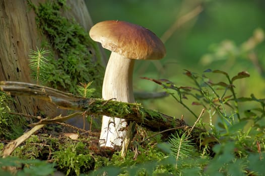 Wild penny bun or cep mushroom in a forest setting, surrounded by moss and plants. Captures the essence of natural growth and the peaceful atmosphere of the woods.