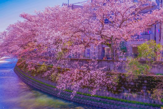 Cherry blossoms at Ookagawa Promenade. Shooting Location: Minami Ward, Yokohama City