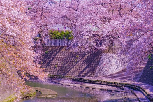 Cherry blossoms at Ookagawa Promenade. Shooting Location: Minami Ward, Yokohama City