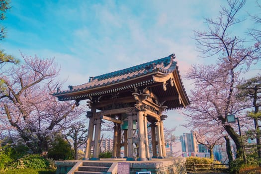 Traditional bell tower and cherry blossoms. Shooting Location: Kanagawa Ward, Yokohama City