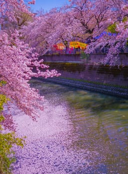 A river with dancing cherry blossom petals. Shooting Location: Minami Ward, Yokohama City