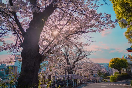 Spring cherry blossom trees. Shooting Location: Kanagawa Ward, Yokohama City