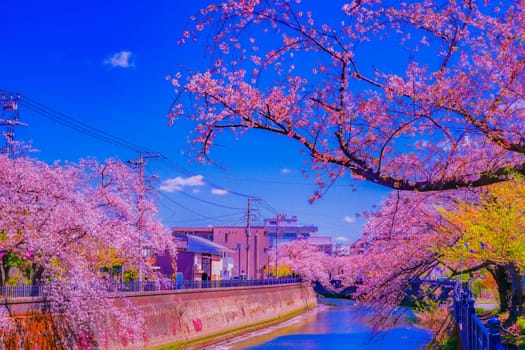 Scenery of cherry blossoms and blue sky. Shooting Location: Minami Ward, Yokohama City