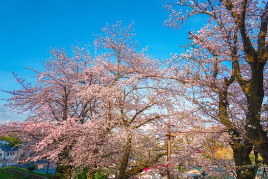 Row of cherry blossom trees in full bloom. Shooting Location: Kanagawa Ward, Yokohama City