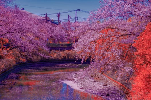 Cherry blossom trees and river scenery. Shooting Location: Minami Ward, Yokohama City
