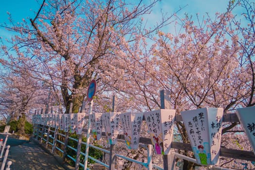 Spring cherry blossom trees. Shooting Location: Kanagawa Ward, Yokohama City