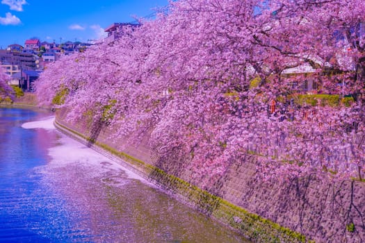 River and cherry blossoms in full bloom. Shooting Location: Minami Ward, Yokohama City