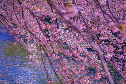 Cherry blossoms in full bloom along the river. Shooting Location: Minami Ward, Yokohama City