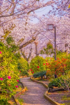 Spring path and cherry blossoms. Shooting Location: Kanagawa Ward, Yokohama City