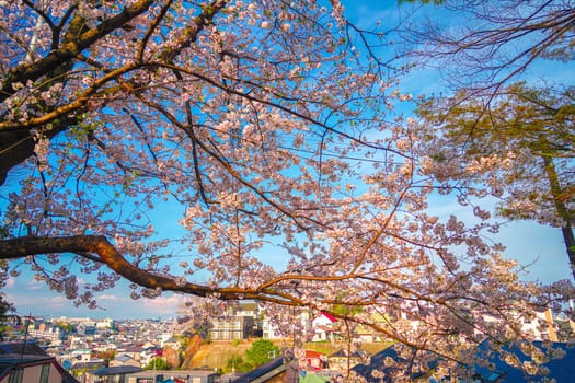 Cityscape through cherry blossoms. Shooting Location: Kanagawa Ward, Yokohama City
