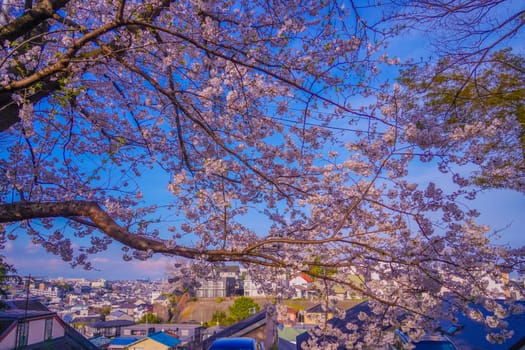 Cityscape through cherry blossoms. Shooting Location: Kanagawa Ward, Yokohama City