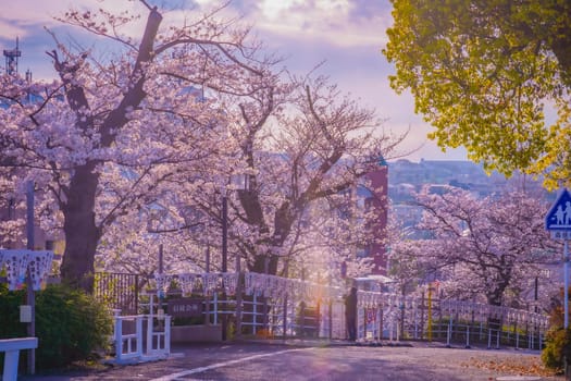Sidewalk and cityscape under cherry blossoms. Shooting Location: Kanagawa Ward, Yokohama City