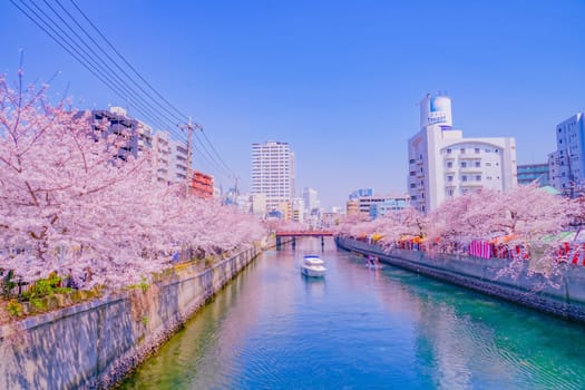 Along the canal with cherry blossoms in full bloom. Shooting Location: Minami Ward, Yokohama City