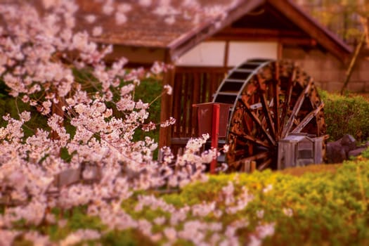 Scenery of cherry blossoms and waterwheel. Shooting Location: Chofu City, Tokyo