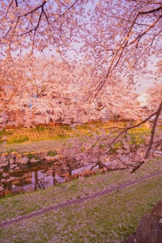 Cherry blossoms in full bloom and blue sky (Nogawa). Shooting Location: Chofu City, Tokyo