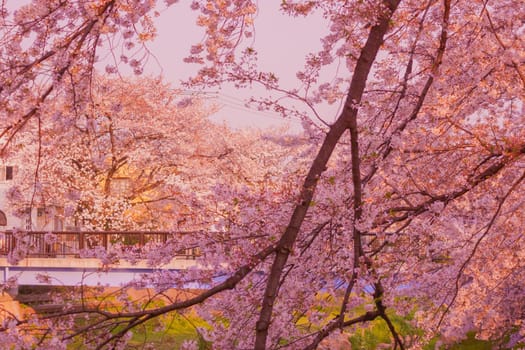 Cherry blossoms and quiet riverside (Nogawa). Shooting Location: Chofu City, Tokyo