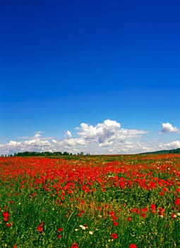 Blooming poppy field