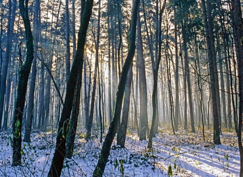 Forest in winter with sun rays