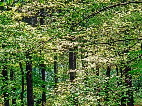 Spring in Forest