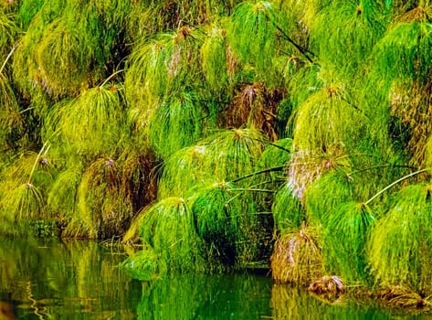 Papyrus plant by river in Egypt