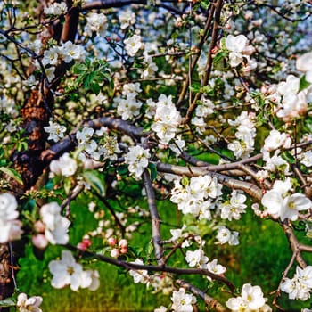 Blooming apple tree in the garden