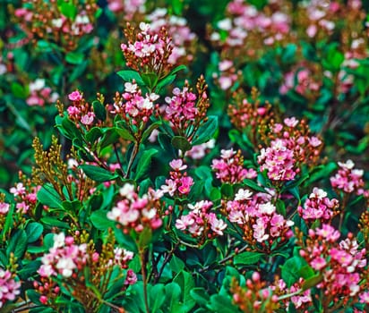 Rhododendron