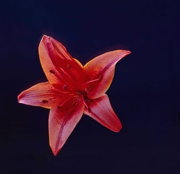 Blooming Red Lily
