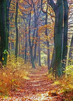 Autumn in forest