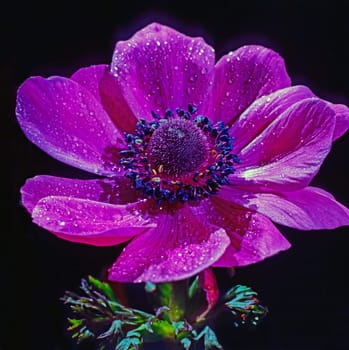Close up of a Anemone