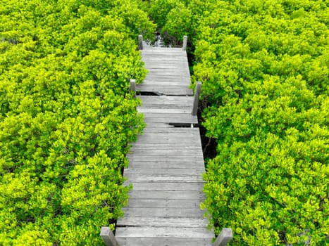 Aerial view lush green mangrove forest. Wooden bridges for natural trails, highlighting ecotourism opportunities, carbon capture benefits, and vital role mangroves play in combating climate change.