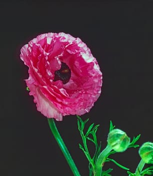 Pink Anemone