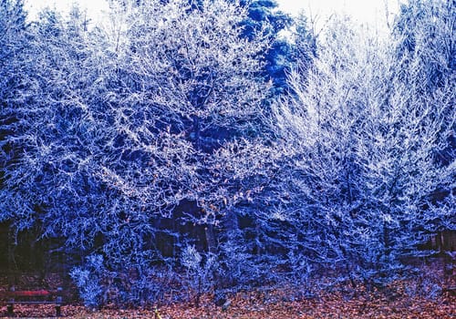 Frost in Forest