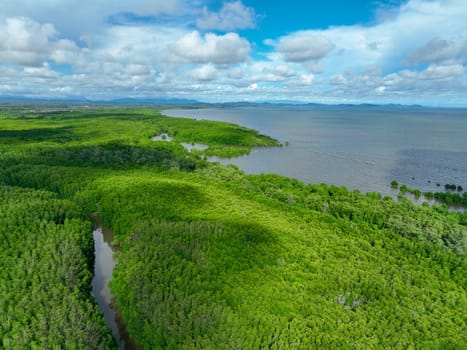 Green mangrove forest. Carbon sequestration and storage. Blue carbon ecosystem. Mitigation of climate change impacts. Mangrove tree capture CO2. Carbon offset. Carbon credits and trading programs.