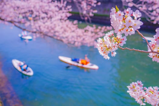 Sakura and SUP board. Shooting Location: Minami Ward, Yokohama City