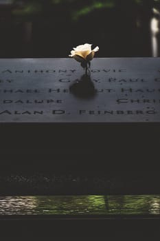 new york and roses. Shooting Location: new york, manhattan