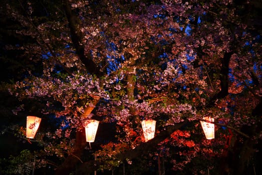 Cherry blossoms and lanterns at night. Shooting Location: Taito Ward, Tokyo