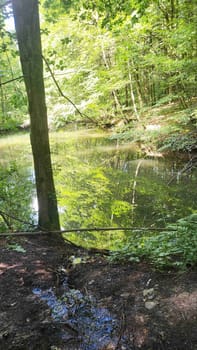 A tranquil pond nestled deep within a lush, green forest.