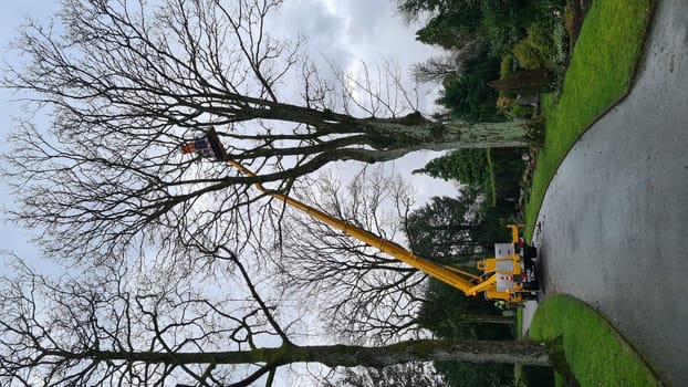 VELBERT, NRW, GERMANY - JANUARY 20, 2022: Velbert, Nrw, Germany - January 020, 2022: Forest workers during tree felling work when cutting down a tree with a cherry picker