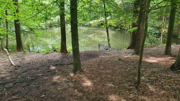 A tranquil pond nestled deep within a lush, green forest.