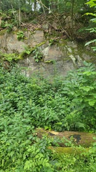 A tranquil pond nestled deep within a lush, green forest.