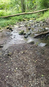 A small, serene stream winding through a lush, green forest
