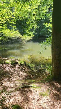 A tranquil pond nestled deep within a lush, green forest.