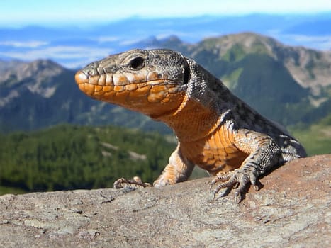 A close-up of a lizard perched on a rock, with a mountainous landscape in the background.