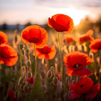 A tranquil field of vibrant red poppies, their vivid hues softened by shallow depth of field and bathed in golden light.