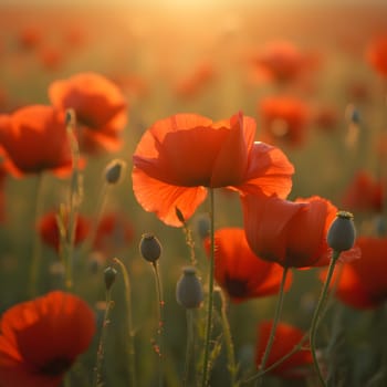 A tranquil field of vibrant red poppies, their vivid hues softened by shallow depth of field and bathed in golden light.