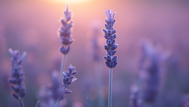 A delicate close-up of a lavender sprig, surrounded by soft pink and purple blurred light effects, creating a dreamy mood.